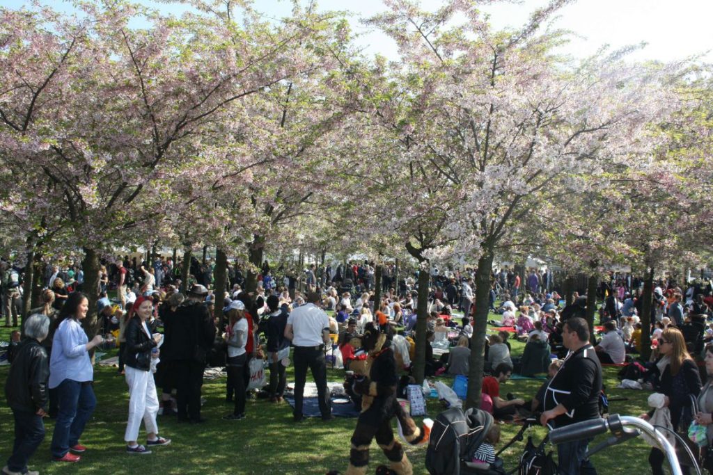 Copenhagen Sakura Festival, Langelinie, picnic, cherry blossoms
