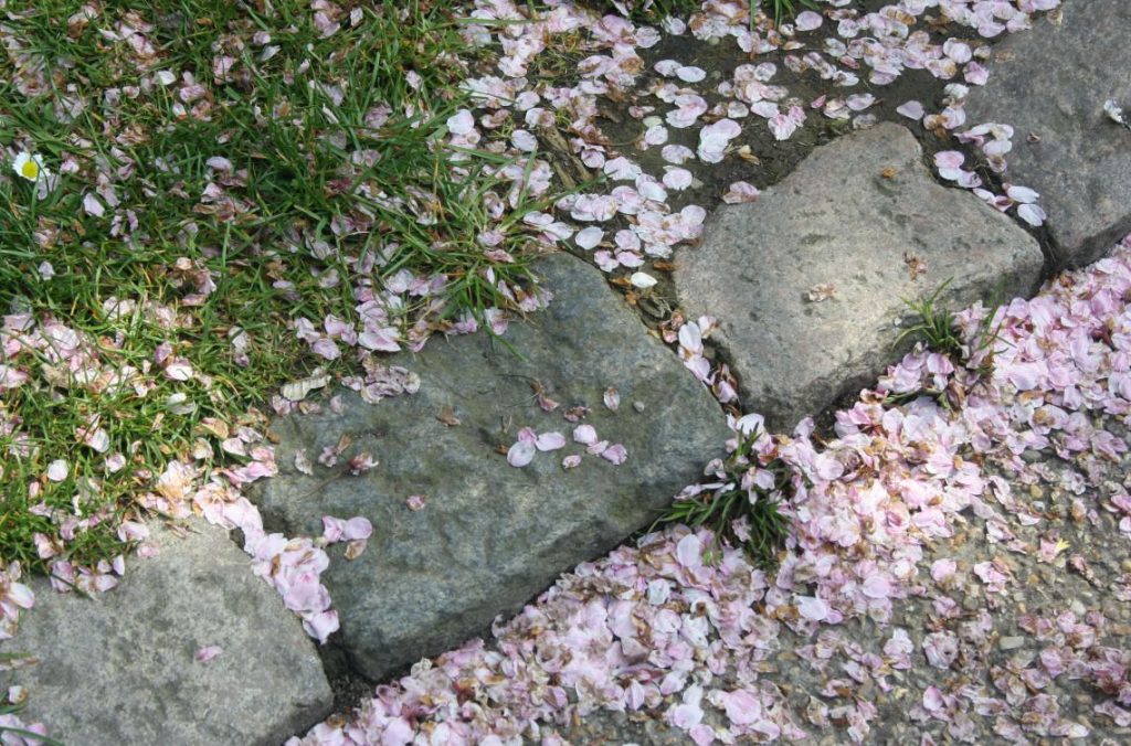 Copenhagen Sakura Festival, Langelinie, Cherry Blossoms